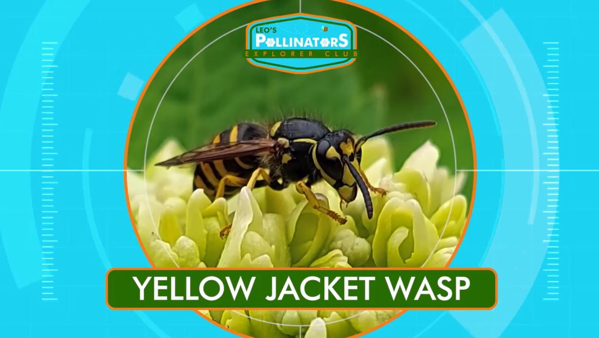 Don't Swat The Wasp!: Leo's Pollinators Series.