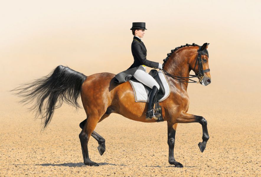 Dressage (Biomechanics): Sports Lab Series.