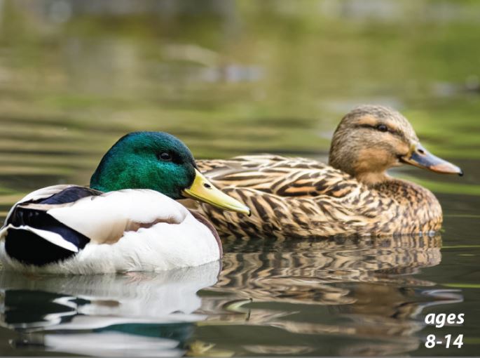 Ducks - Quacks and Fun Facts: Science Kids Animal Life Series.