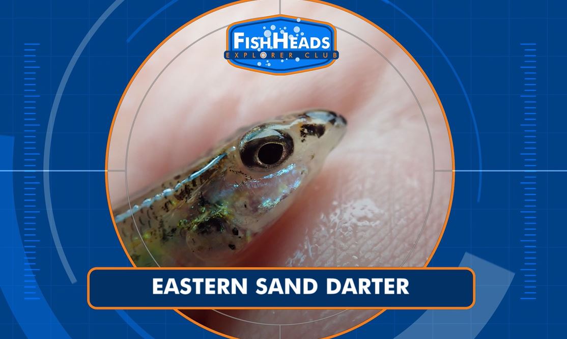 Eastern Sand Darter: Leo's FishHeads Series.