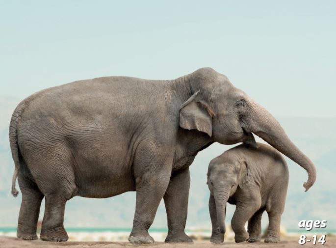 Elephants - Fun Facts and How To Ensure Their Survival: Science Kids Animal Life Series.