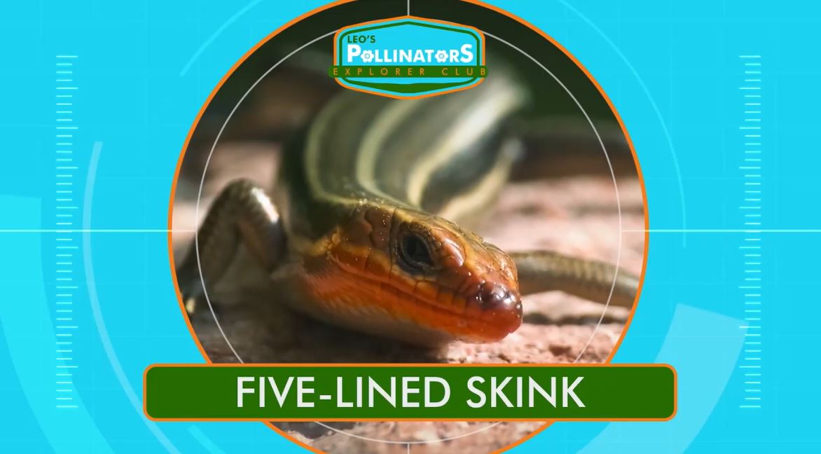 Five-Lined Skinks: Leo's Pollinators Series.