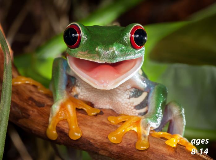 Frogs - Species, Life Cycle and "Ribbeting" Fun Facts: Science Kids Animal Life Series.