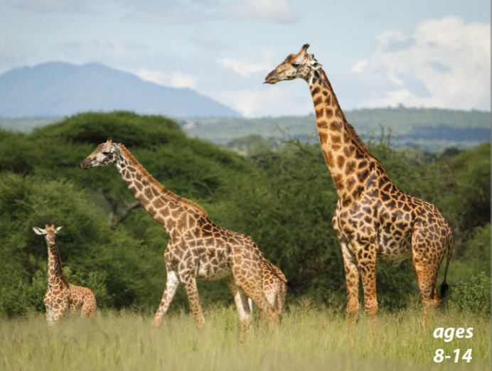 Giraffes - Fun Facts And What's Up With Those Patches: Science Kids Animal Life Series.