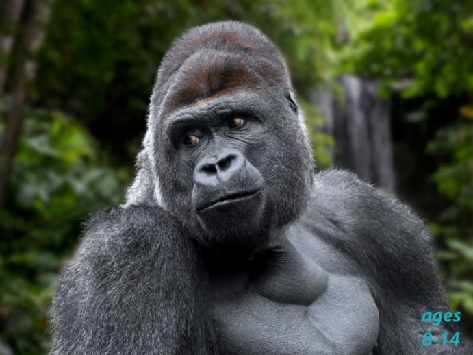 Gorillas and Other Great Apes - Varieties, Life Cycle and Fun Facts You'll Go "Ape" Over: Science Kids Animal Life Series.