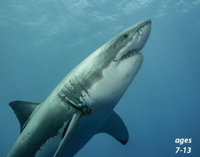 Great White Sharks - Apex Predators: Science Kids Animal Life Series.