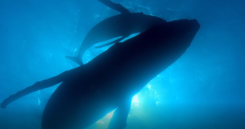 Humpback, Birth of a Giant: Wild Latin America Series.