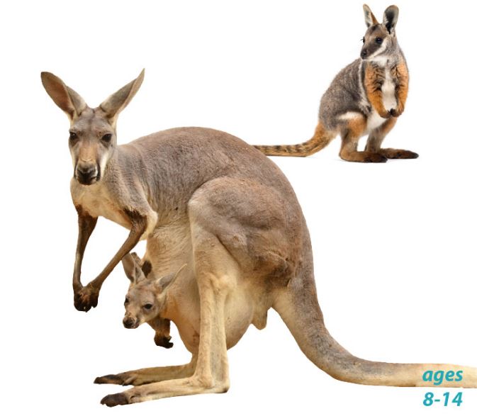 Kangaroos and Wallabies - Varieties, Life Cycle, and "Hopping" Fun Facts: Science Kids Animal Life Series.