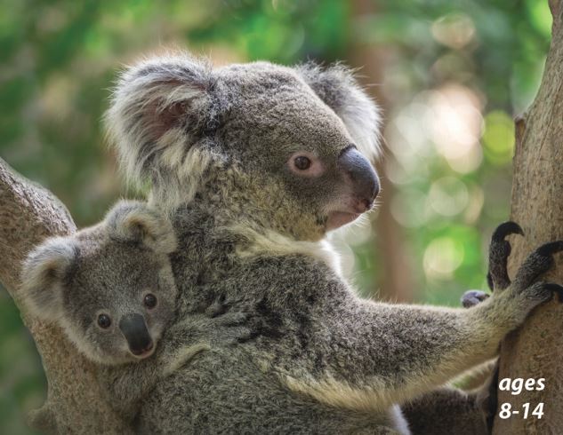 Koalas - Anatomy, Habitat and "Crikey" Fun Facts: Science Kids Animal Life Series.