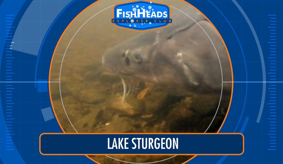 Lake Sturgeon: Leo's FishHeads Series.