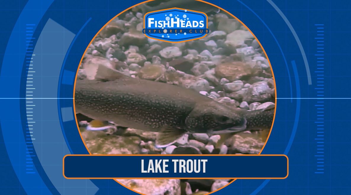 Lake Trout: Leo's FishHeads Series.