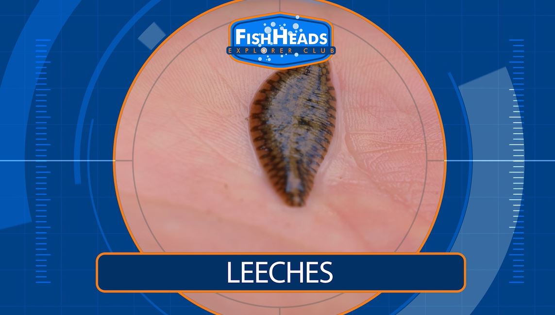 Leeches: Leo's FishHeads Series.