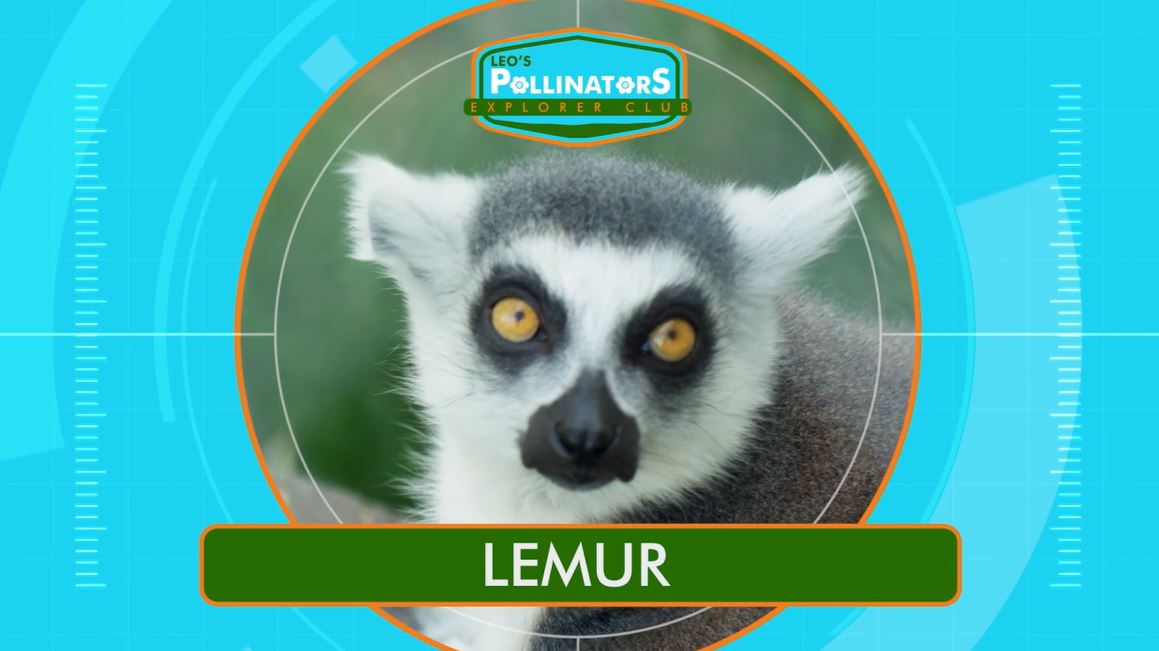 Lemurs: Leo's Pollinators Series.