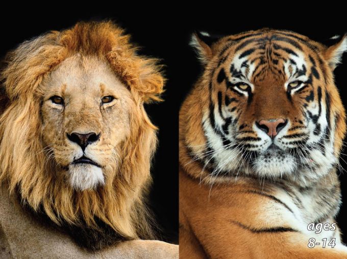 Lions, Tigers and Other Big Cats: Science Kids Animal Life Series.