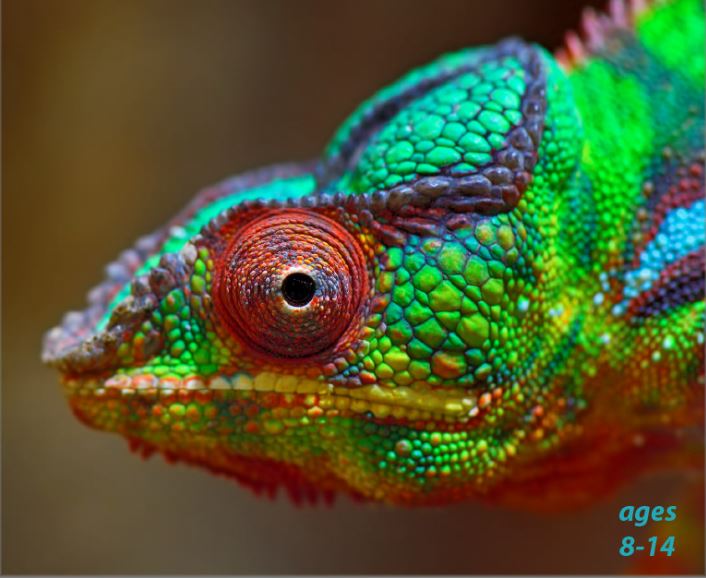 Lizards - Komodo Dragons, Fun Facts, and Medicinal Benefits: Science Kids Animal Life Series.