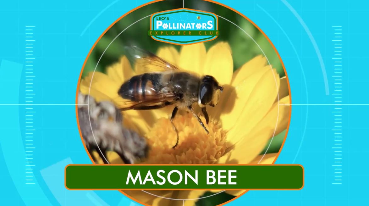 Mason Bees: Leo's Pollinators Series.