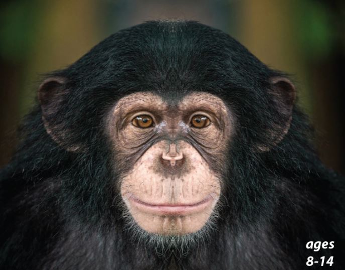 Monkeys - Types, Fun Facts and Self-Awareness: Science Kids Animal Life Series.