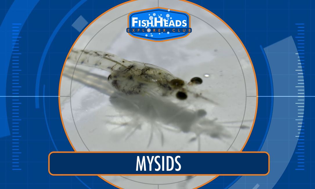 Mysids: Leo's FishHeads Series.