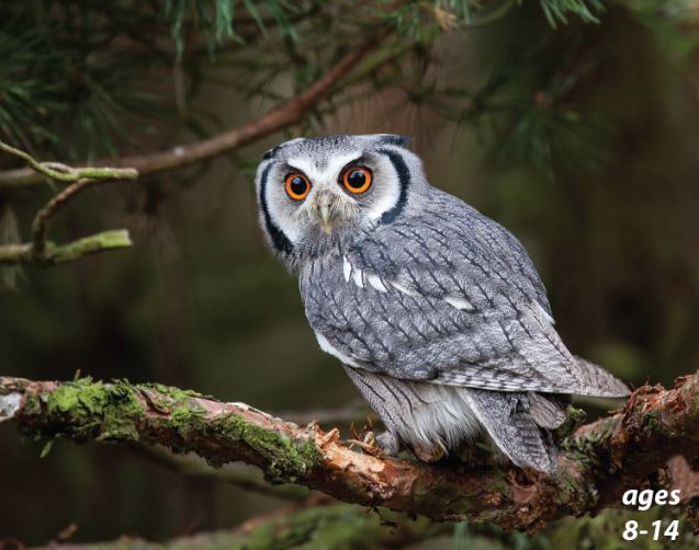 Owls - Wise and Wonderful: Science Kids Animal Life Series.