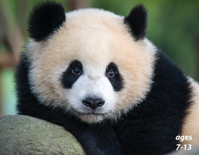 Pandas - Giants of China's Forests: Science Kids Animal Life Series.