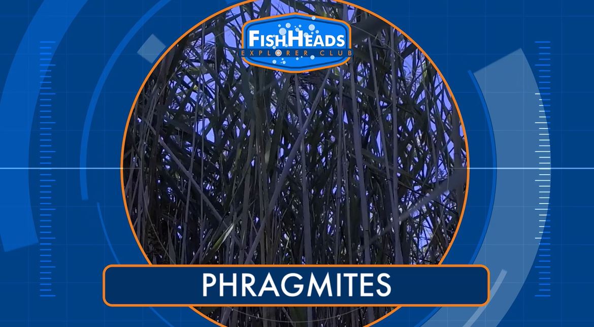 Phragmites: Leo's FishHeads Series.