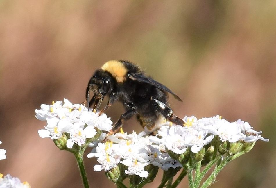 Pollinator Pal: What's the Buzz with Leo Series.