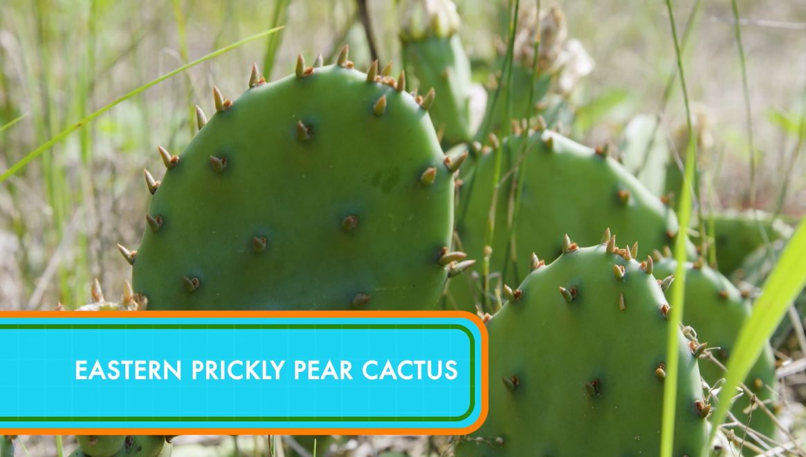 Prickly Pear Cactus: What's the Buzz with Leo Series.