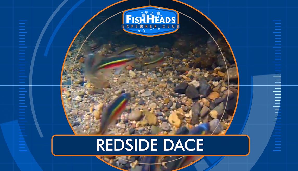 Redside Dace: Leo's FishHeads Series.