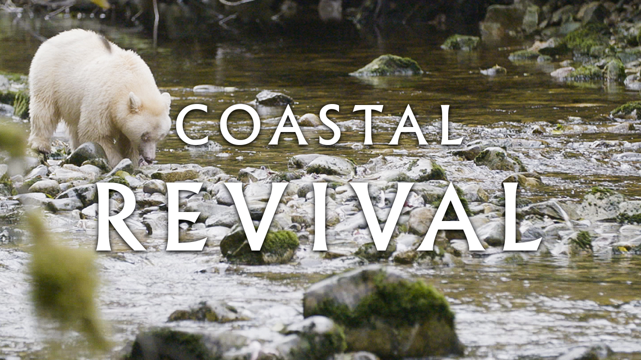 Revival of the Humpback Whales: Coastal Revival Series.