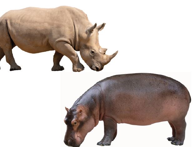 Rhinos and Hippos - Species, Life Cycles and Fun Facts: Science Kids Animal Life Series.