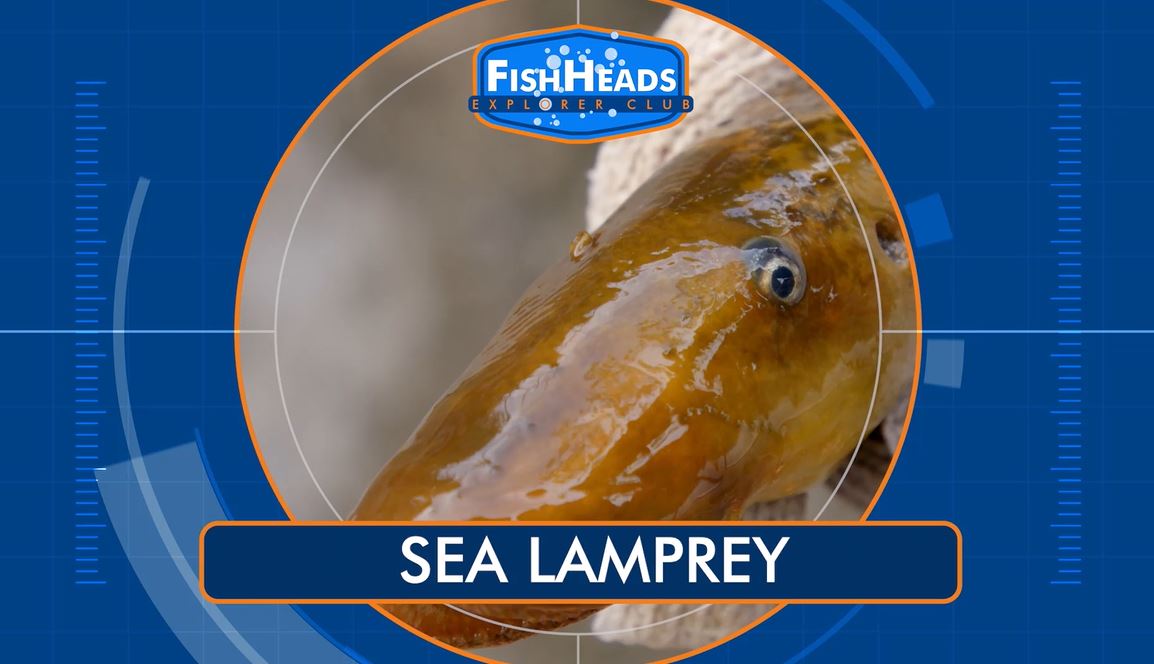 Sea Lamprey: Leo's FishHeads Series.