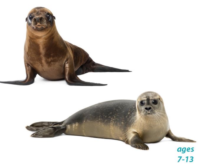 Sea Lions and Seals - Similarities, Differences and Fun Facts: Science Kids Animal Life Series.