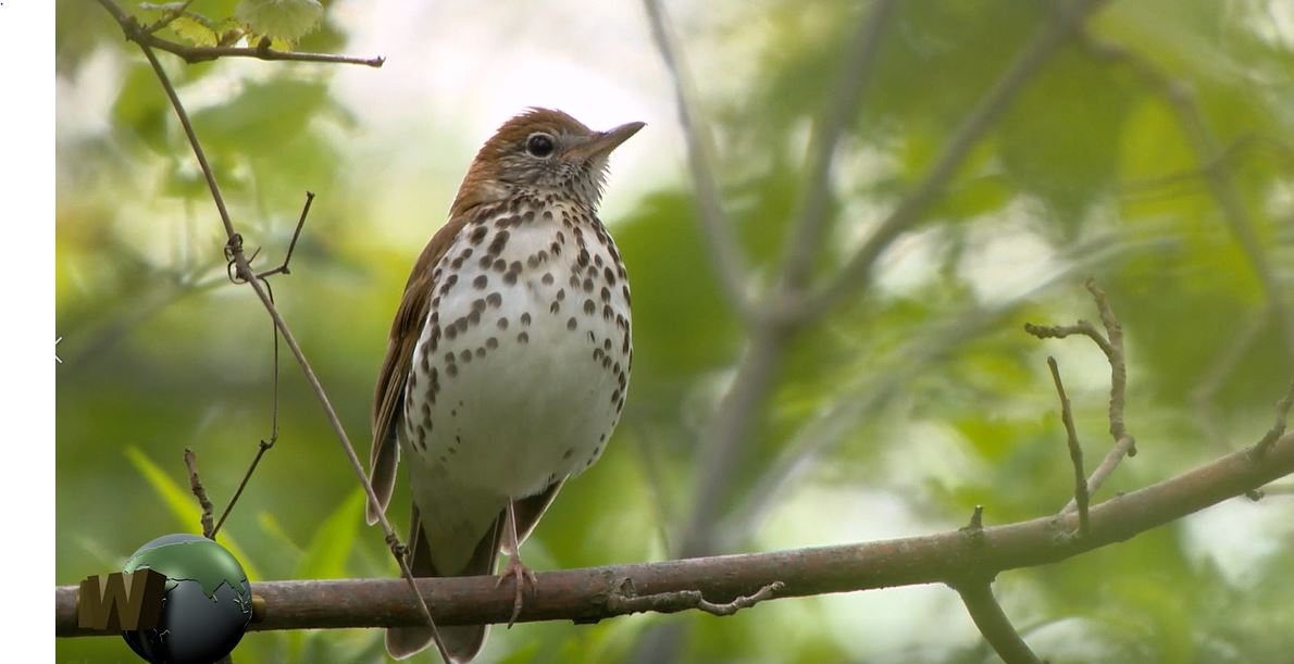 Shrinking Forests: Sharing Our Habitat Series.