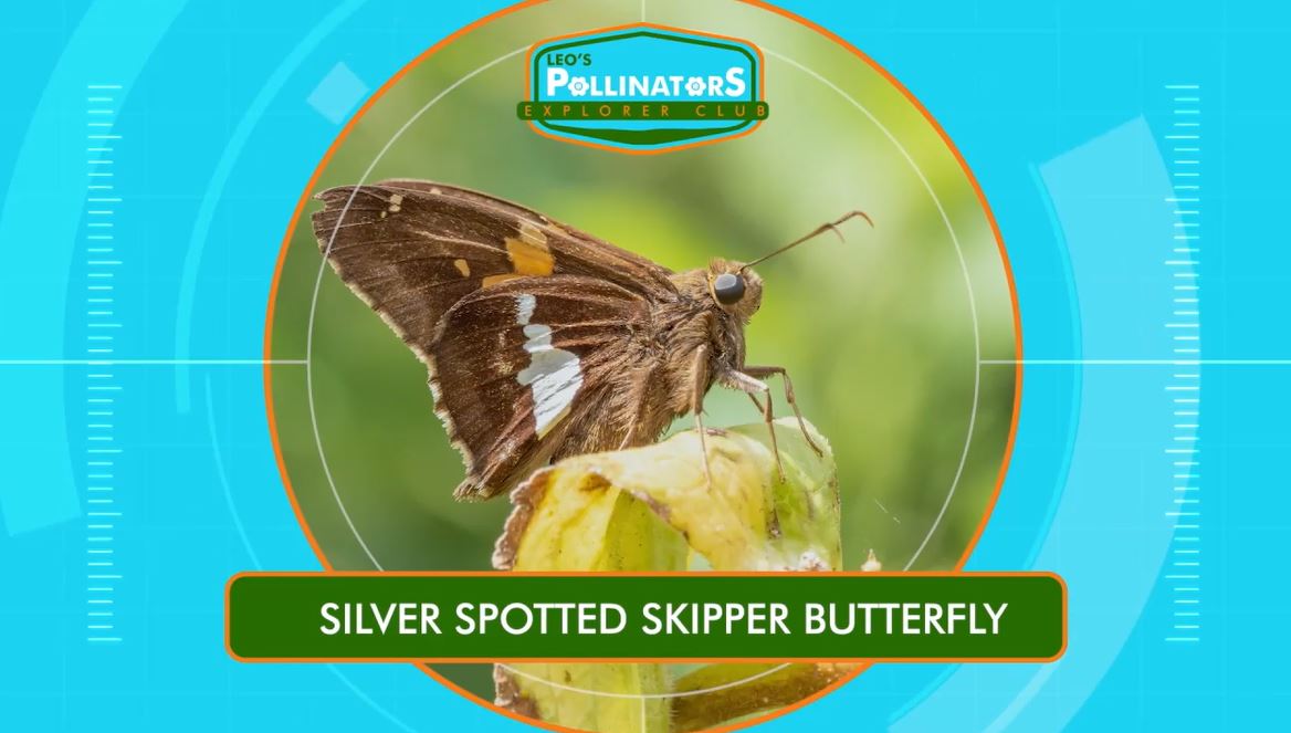 Skipper Butterflies: Leo's Pollinators Series.