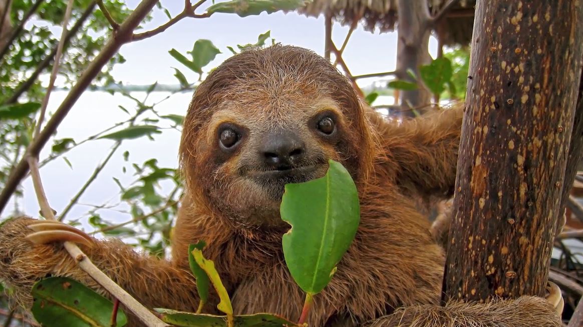 Sloths And Their Wacky World: Science Kids Animal Life Series.