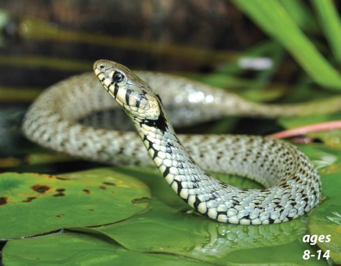 Snakes - Varieties, Fun Facts and Venom: Science Kids Animal Life Series.