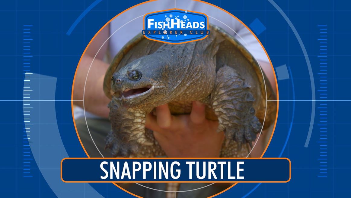 Snapping Turtle: Leo's FishHeads Series.