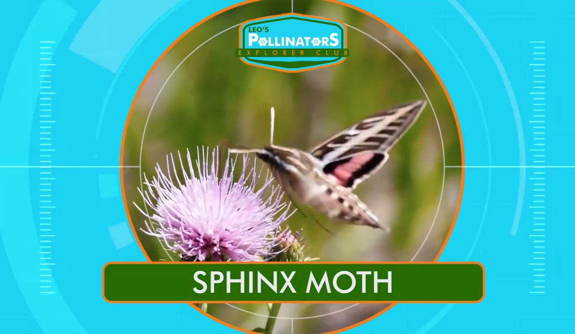 Sphinx Moth: Leo's Pollinators Series.