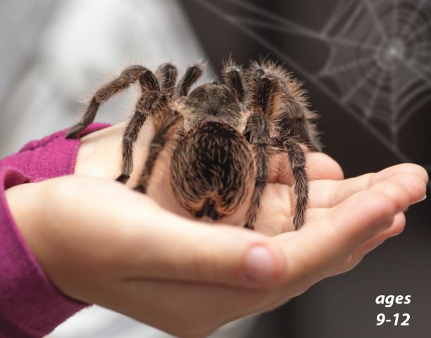 Spiders - A Web of Wonder: Science Kids Animal Life Series.