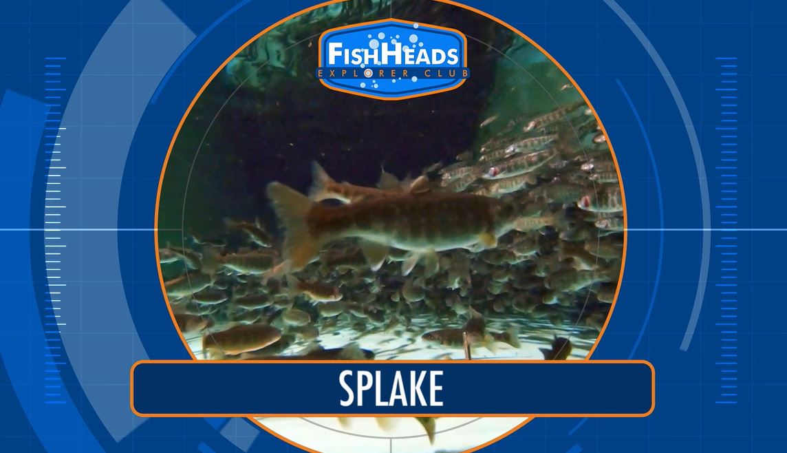 Splake: Leo's FishHeads Series.