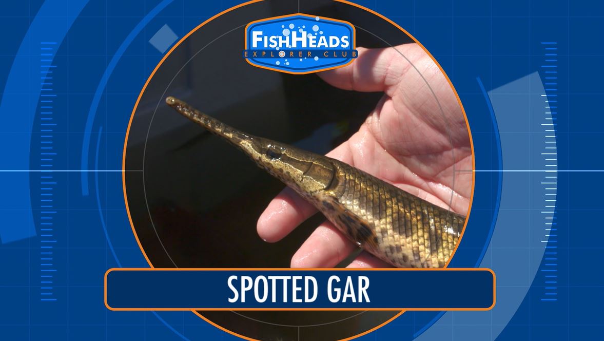 Spotted Gar: Leo's FishHeads Series.