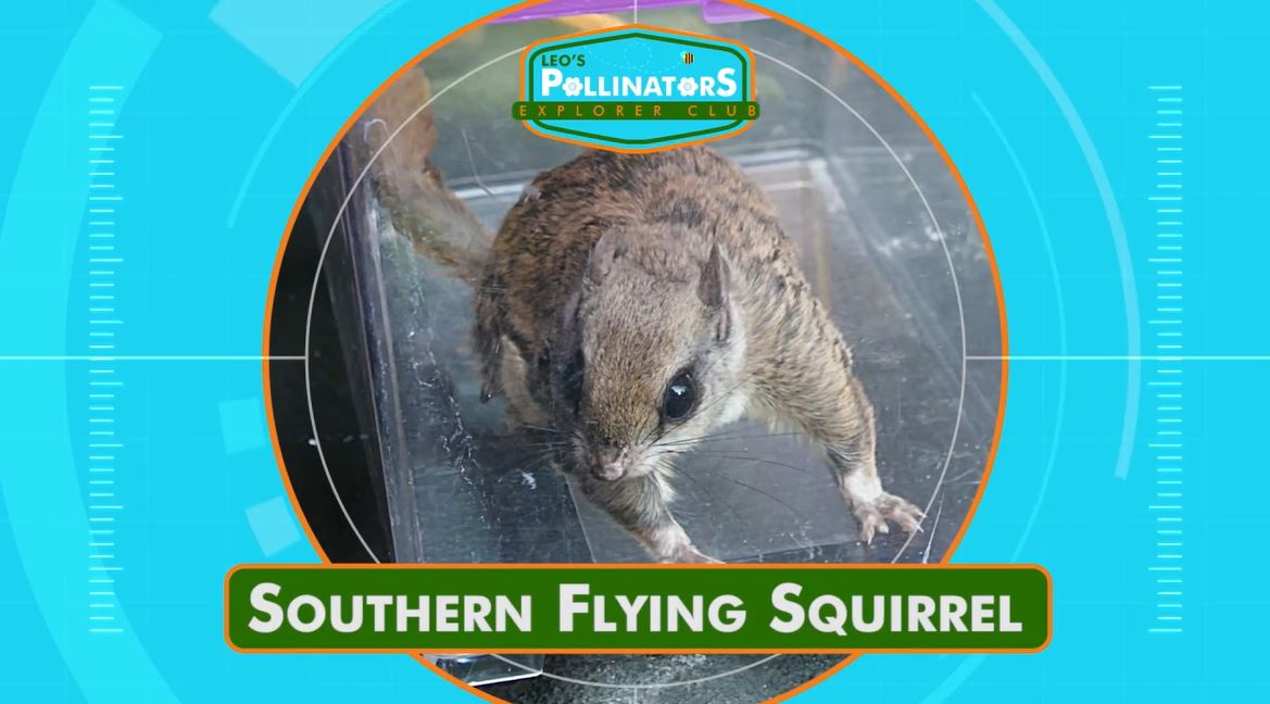 Squirrel!: Leo's Pollinators Series.