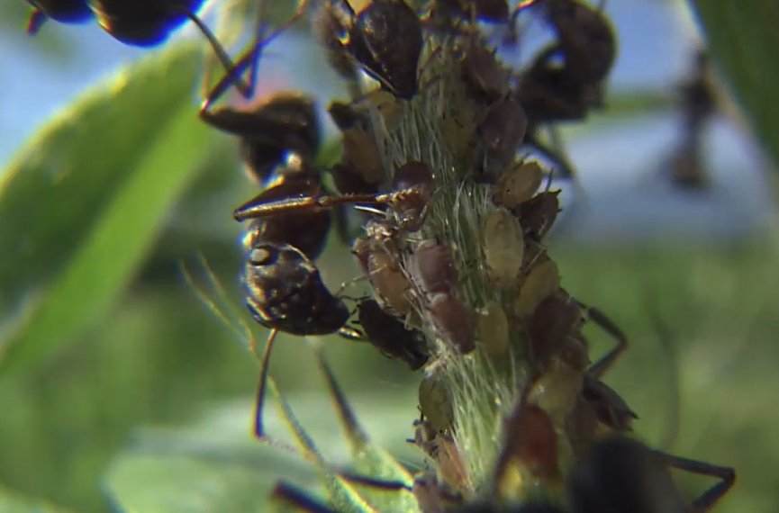 Symbiotic Relationships: Ants and Aphids.