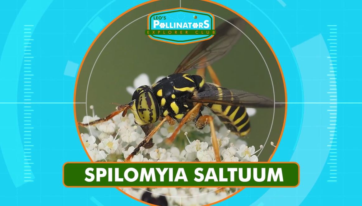 Syrphid Fly (Mimicry): Leo's Pollinators Series.