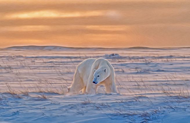 The Arctic Tundra - Biome of the North - Animals and Plants, Permafrost, Predator/Prey, Food Webs: Science Kids Series.