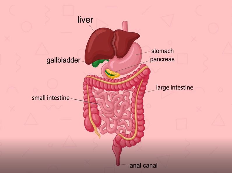 The Digestive System: The Magical Human Body Series.