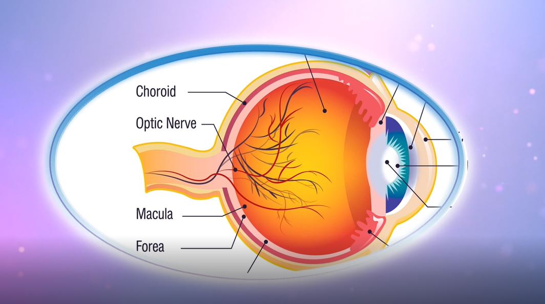 The Exciting Eyes: The Magical Human Body Series.