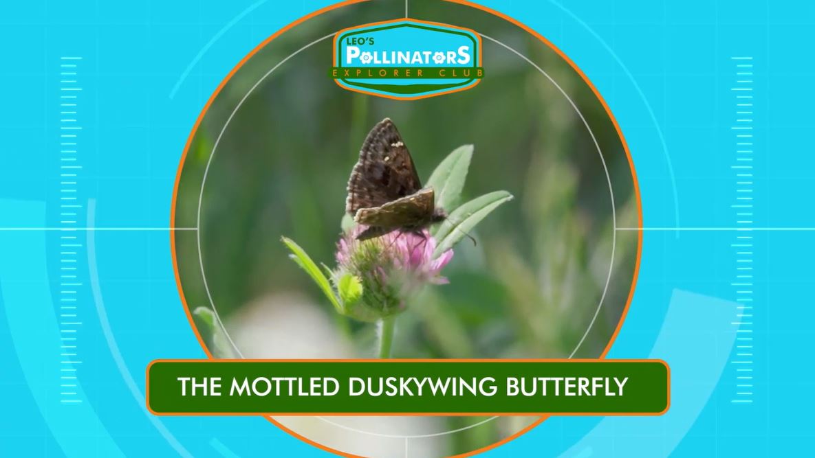 The Mottled Duskywing Butterfly: Leo's Pollinators Series.