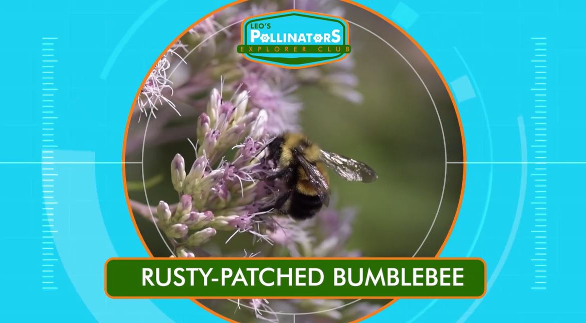 The Search for the Rusty Patched Bumblebee: Leo's Pollinators Series.