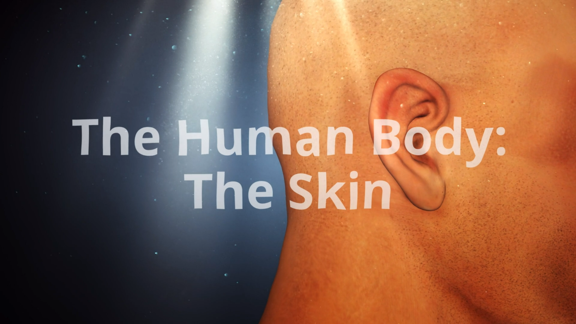 The Skin: The Human Body Series.